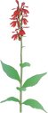 Illustration of Lobelia cardinalis (Cardinal Flower)