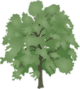 Illustration of Liriodendron tulipifera (American Tulip Tree)