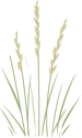 illustration of Pascopyrum smithii (Western Wheatgrass)
