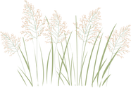 Illustration of Panicum virgatum (Switchgrass)