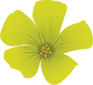 Illustration of Oxalis stricta (Common Yellow Woodsorrel)