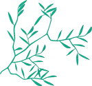 Illustration of Microstegium vimineum (Japanese Stilt Grass)