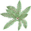 Illustration of Polystichum acrostichoides (Christmas Fern)