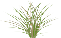 Illustration of Poaceae (Grass)