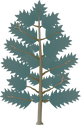 Illustration of Pinus taeda (Loblolly Pine)