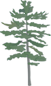 Illustration of Pinus strobus (Eastern White Pine)