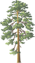 Illustration of Ponderosa pine (Pinus Ponderosa)
