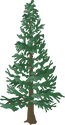 Illustration of Picea glauca (White Spruce)