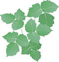 Illustration of Rhus radicans (Poison Ivy)