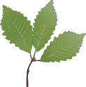 Illustration of Quercus montana (Chestnut Oak) leaves