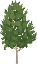 Illustration of Quercus falcata (Southern Red Oak)