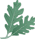 Illustration of Quercus alba (White Oak) leaves