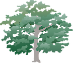 Illustration of Quercus alba (White Oak)