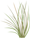 Illustration of Pseudoroegneria spicata (Bluebunch Wheatgrass)