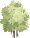 Illustration of Populus tremula (Aspen)