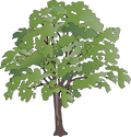 Illustration of Quercus montana (Chestnut Oak)