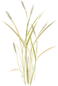 Illustration of Stipa virdula (Green Needlegrass)