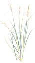 Illustration of Spartina pectinata (Prairie Cordgrass)