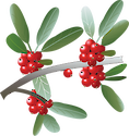 Illustration of Shepherdia argentea (Silver Buffaloberry)