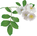 Illustration of Rosa multiflora (Multiflora Rose)
