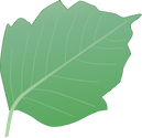 Illustration of Rhus radicans (Poison Ivy) leaf