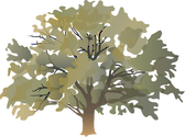 Illustration of Quercus macrocarpa (Bur Oak)