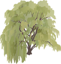 Illustration of Salix x sepulcralis (Weeping Willow)