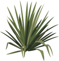 Illustration of Yucca spp. (Yucca)