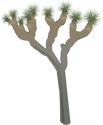 Illustration of Yucca brevifolia (Joshua Tree)