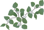 Illustration of Viburnum dentatum (Arrowwood Viburnum)