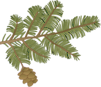 Illustration of Tsuga canadensis (Eastern Hemlock) branch
