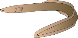 Illustration of Anguilla rostrata (American Eel)