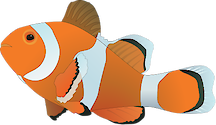 Illustration of Amphiprion spp. (Clownfish)