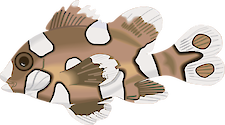 Illustration of a juvenile Spotted Sweetlips (Plectorhinchus chaetodonoides)