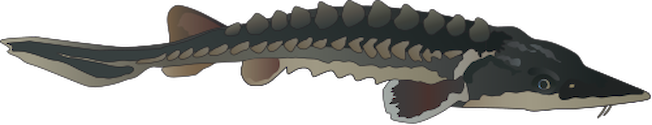 Illustration of Acipenser oxyrinchus (Atlantic Sturgeon)