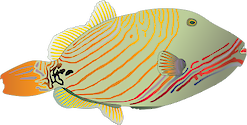 Illustration of Balistapus undulatus (Orange-lined Triggerfish)