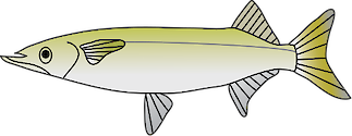 Illustration of Arrhamphus sclerolepis (Snub-nosed Garfish)