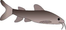 Illustration of Arius graeffei (Fork-tailed Catfish)