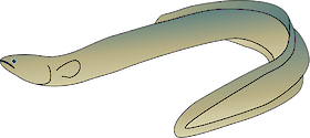 Illustration of Anguilla rostrata (American Eel) : yellow