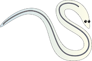 Illustration of Anguilla rostrata (American Eel) glass eel