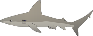 Illustration of Carcharhinus plumbeus (Sandbar Shark)