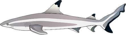 Illustration of Carcharhinus melanopterus (Blacktip Reef Shark)