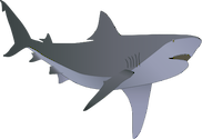 Illustration of Carcharhinus leucas (Bull Shark)