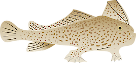 Illustration of Brachionichthys hirsutus (Spotted Handfish)