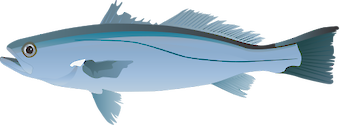 Illustration of Cynoscion regalis (Weakfish)