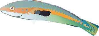 Illustration of Coris julis (Mediterranean Rainbow Wrasse)