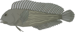 Illustration of Chasmodes bosquianus (Striped Blenny)