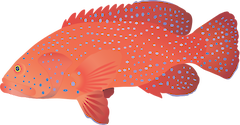 Illustration of Cephalopholis miniata (Vermillion Sea Bass)