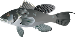 Illustration of Centropristis striata (Black Sea Bass)
