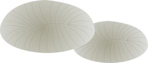 Illustration of a mushroom coral (Fungia Spp.)